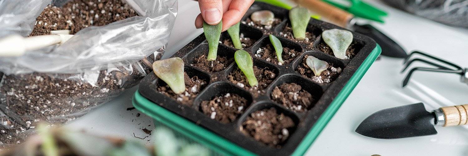 Heirloom Propagation offered through Well's Creek Nursery